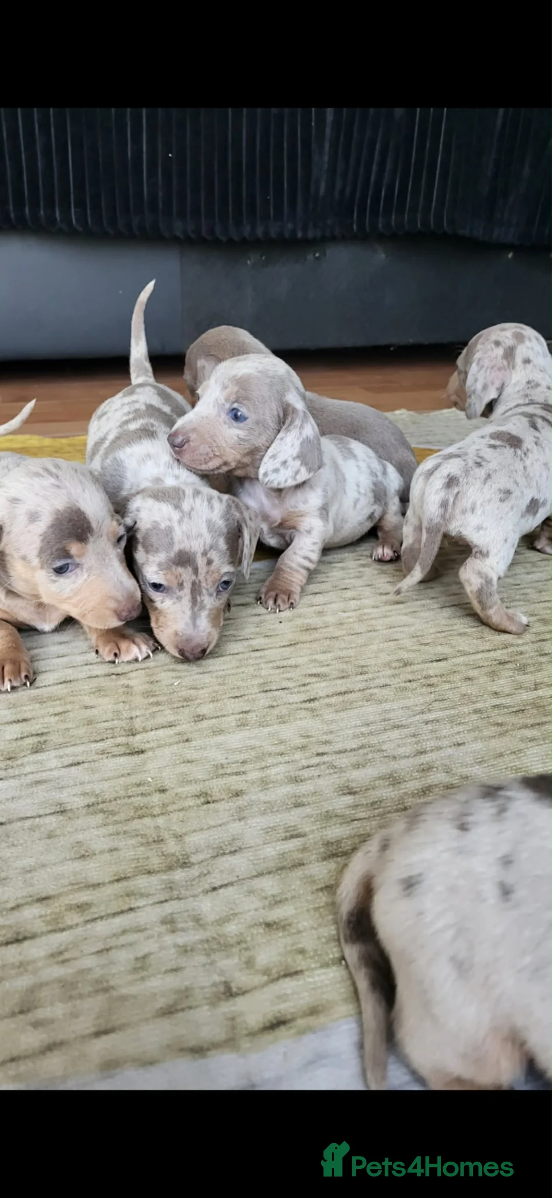 Dachshund dogs for sale: Mini dapple pups for sale  in Barnsley - Advert 13