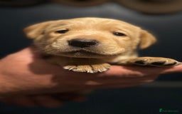 Labrador Retriever dogs for sale: KC Lab puppies - Image 9