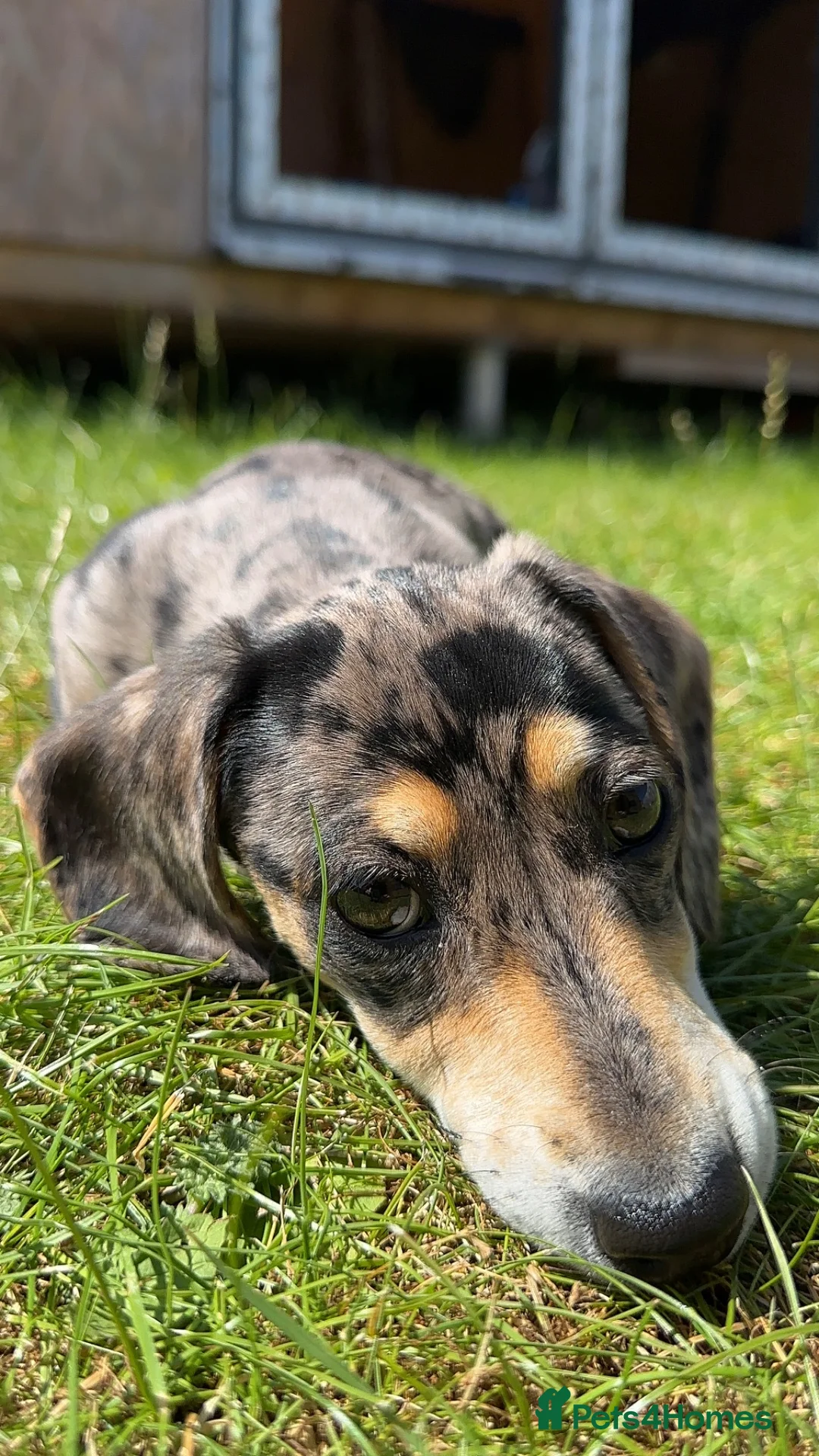 Miniature Dachshund dogs for sale: Gorgeous girl looking for a new home  - Advert 2