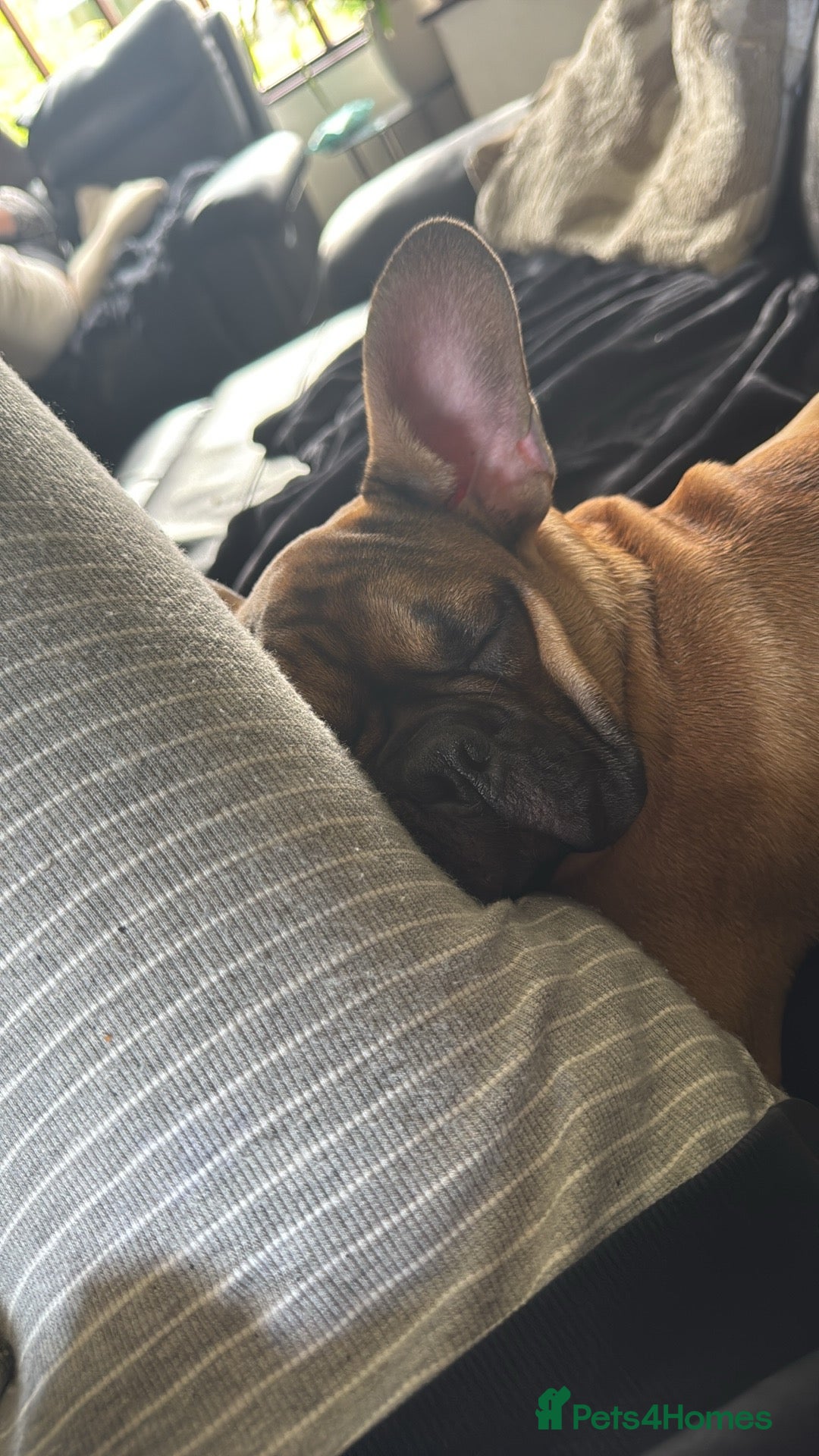 French Bulldog dogs for sale: French bull dog - Image 3
