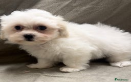 Maltipoo dogs for sale: Only 2 boy left Fully dna tested Maltipoos  - Image 3