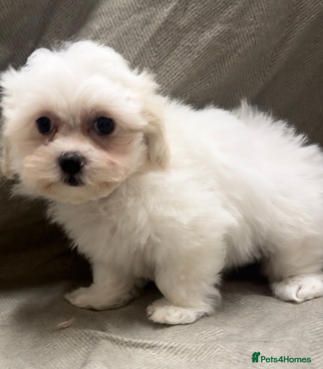 Maltipoo dogs for sale: Only 2 boy left Fully dna tested Maltipoos  - Image 3