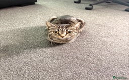 Mixed Breed cats for sale: 2 Kittens For Sale - Image 1