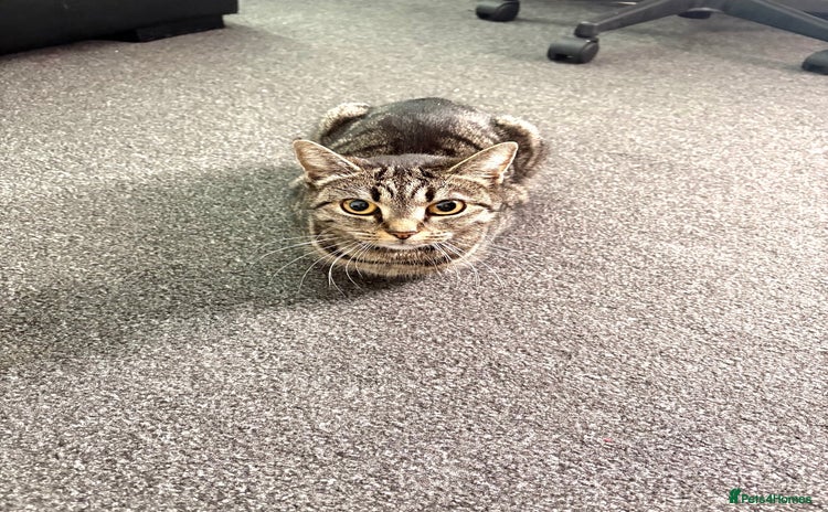 Mixed Breed cats - Advert 5