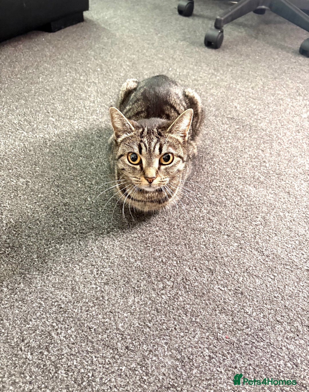 Mixed Breed cats for sale: 2 Kittens For Sale - Image 1