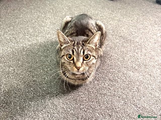 Mixed Breed cats - Advert 1