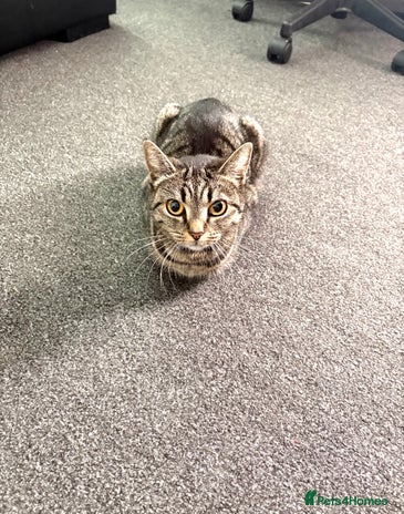 Mixed Breed cats - Advert 2