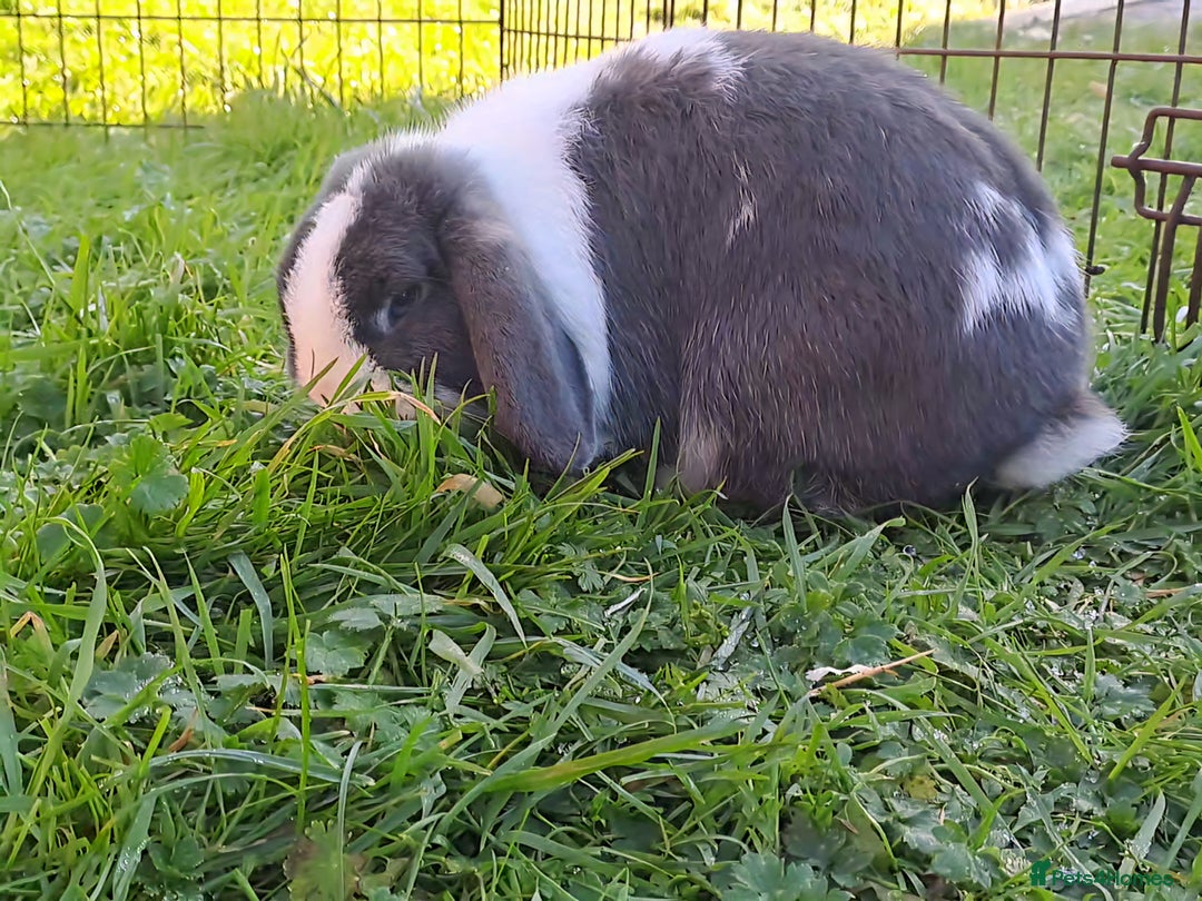Mini Lop rabbits for sale: Male (Neutered) & Female Mini Lops (Very friendly) - Advert 7