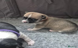 Chihuahua dogs for sale: 4 beautiful chihuahua puppies - Image 11