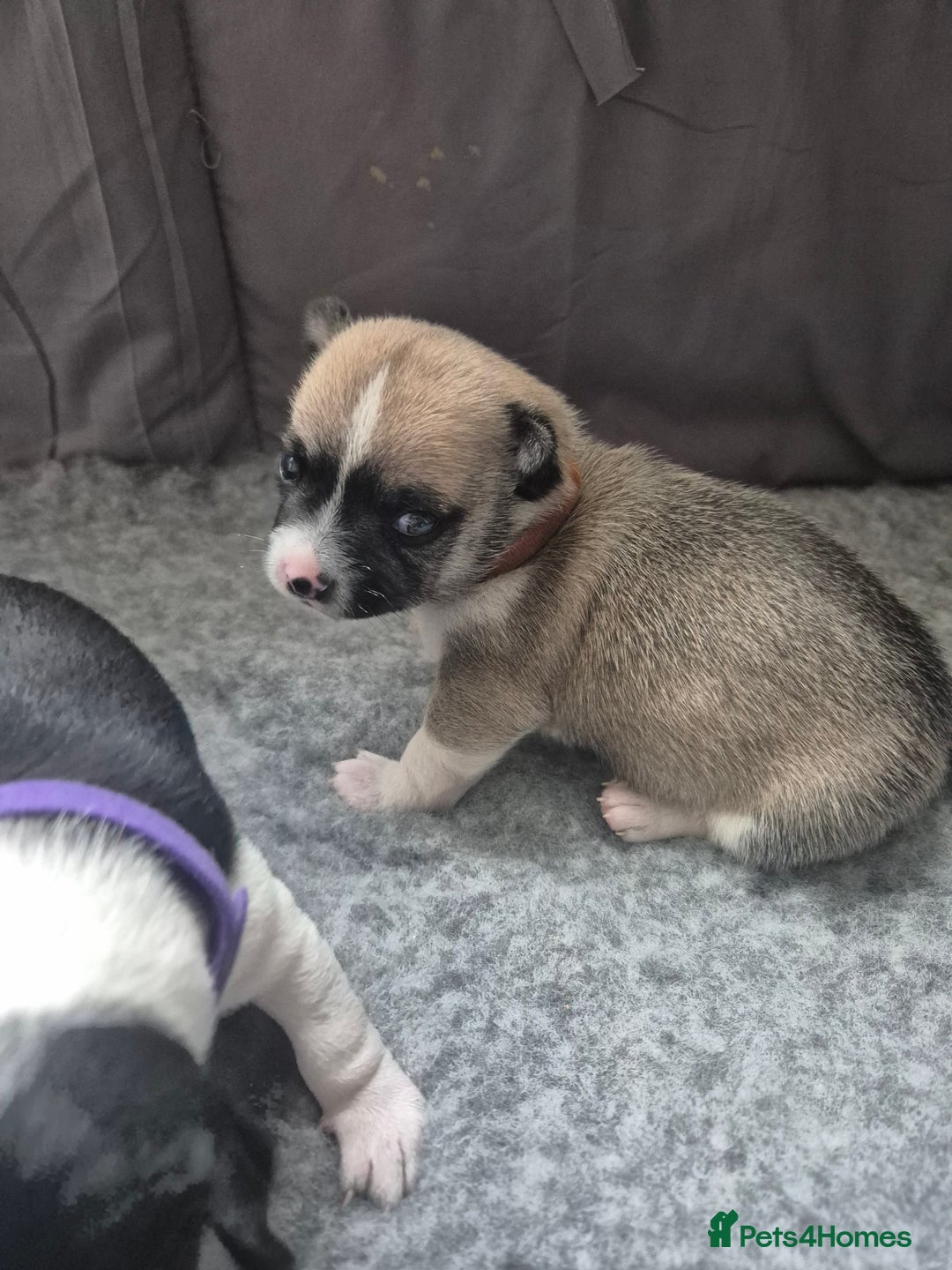 Chihuahua dogs for sale: 4 beautiful chihuahua puppies - Image 11