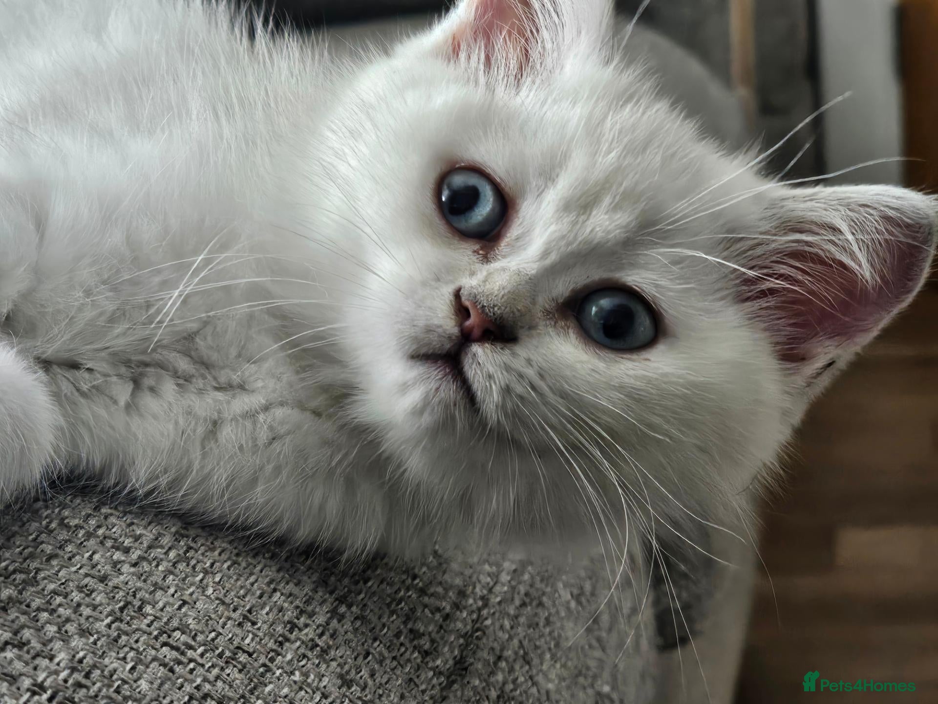 Scottish Fold cats Beautiful scottish fold babies  - Advert 2