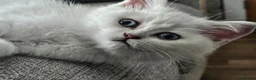 Scottish Fold cats for sale: Beautiful scottish fold babies  - Advert 2