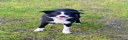 Border Collie dogs for sale: Lovely border collie 3 year old - Advert 4
