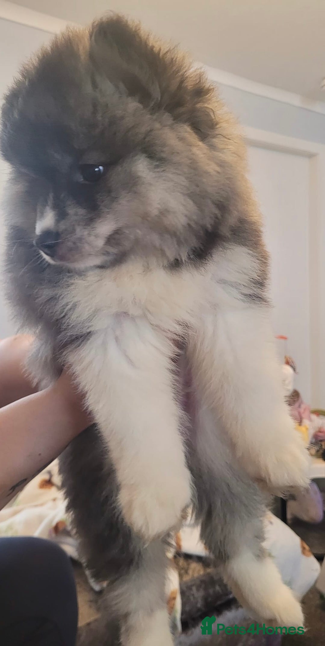 Pomsky dogs for sale: Pomsky Puppies - Advert 10