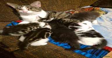 Mixed Breed cats - Advert 5