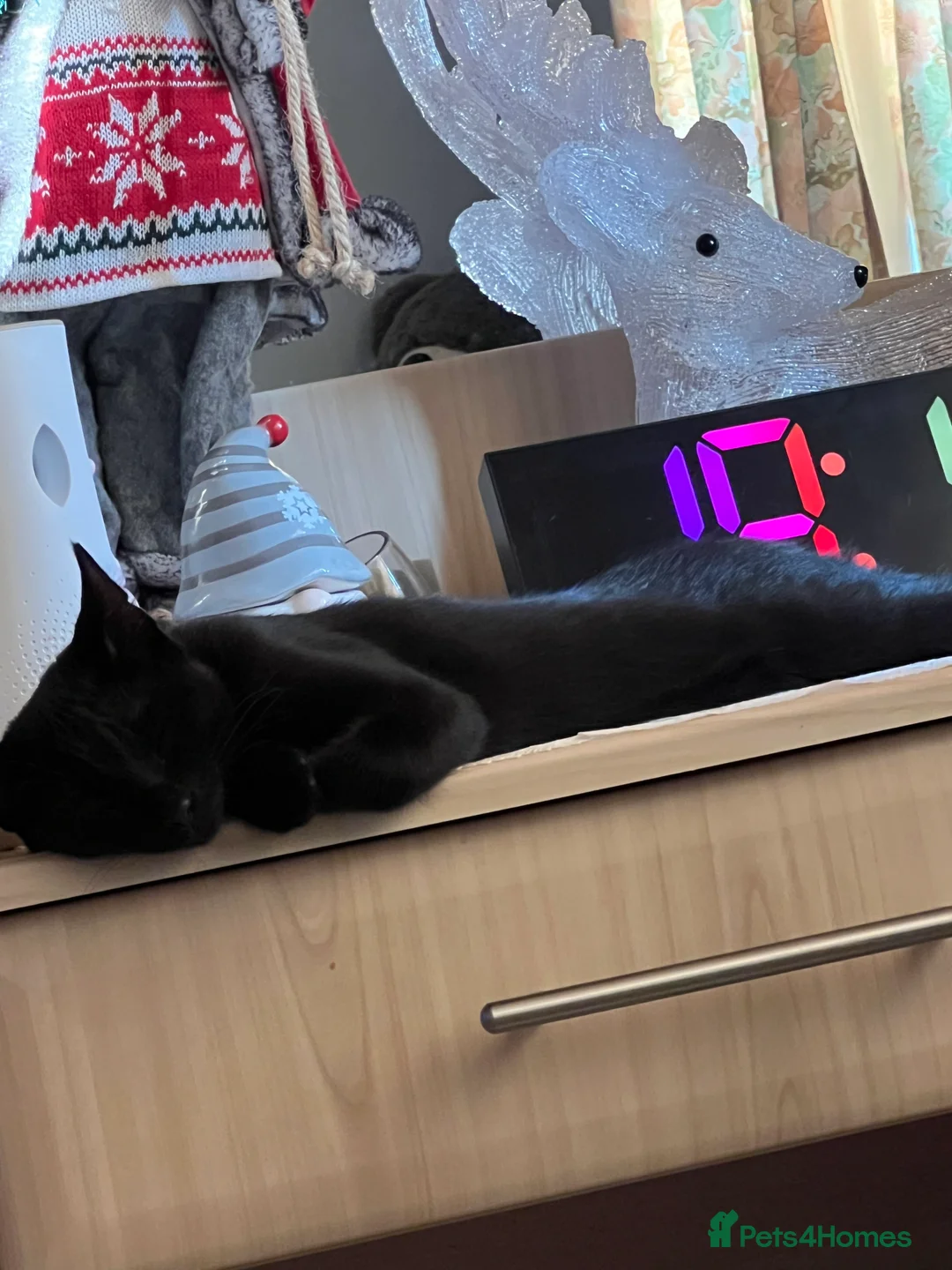 Mixed Breed cats for sale: Mytzy, a verry nice and triky girl 😊 in Wembley - Advert 4