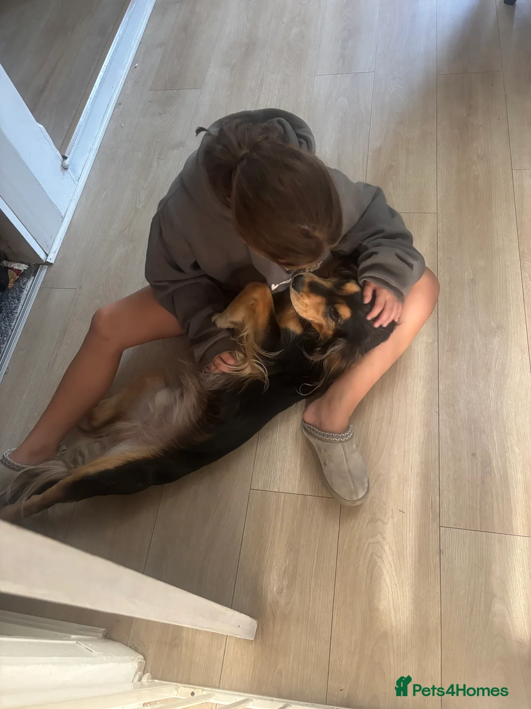 Cockerdor dogs for sale: Hector 2 year old Cockerdor  - Advert 11