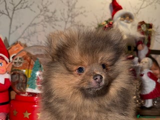 Pomeranian dogs 🧸⭐️ READY NOW !! BABY BOY TEDDY BEAR ⭐️🧸 - Advert 16