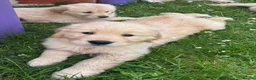 Golden Retriever dogs for sale: Beautiful KC Golden Retriever Puppies - Advert 18