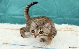Bengal cats for sale: 🔥Stunning Bengal Kittens last little girl left 🔥 - Image 27