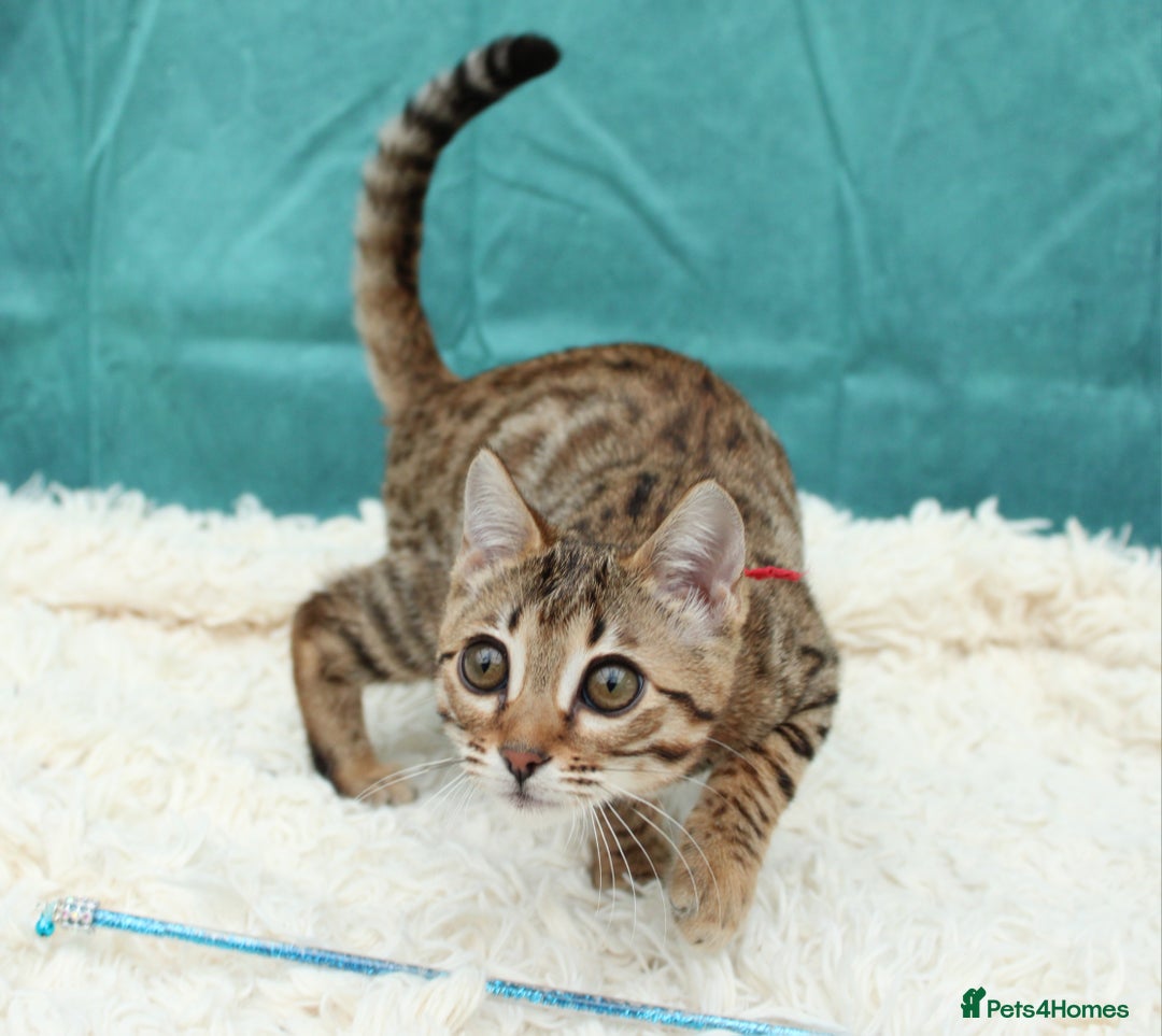 Bengal cats for sale: 🔥Stunning Bengal Kittens last little girl left 🔥 - Image 27
