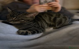 Domestic Shorthair cats for sale: quincy  - Image 6