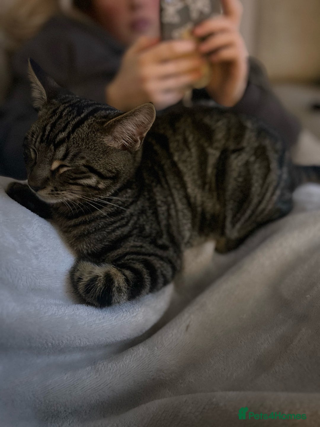 Domestic Shorthair cats for sale: quincy  - Image 6