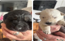 Mixed Breed dogs for sale: Labrador/German shepherd  - Image 1