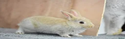 Mixed Breed rabbits for sale: Stunning, Hand-Reared Bunnies Seeking Forever home - Advert 7