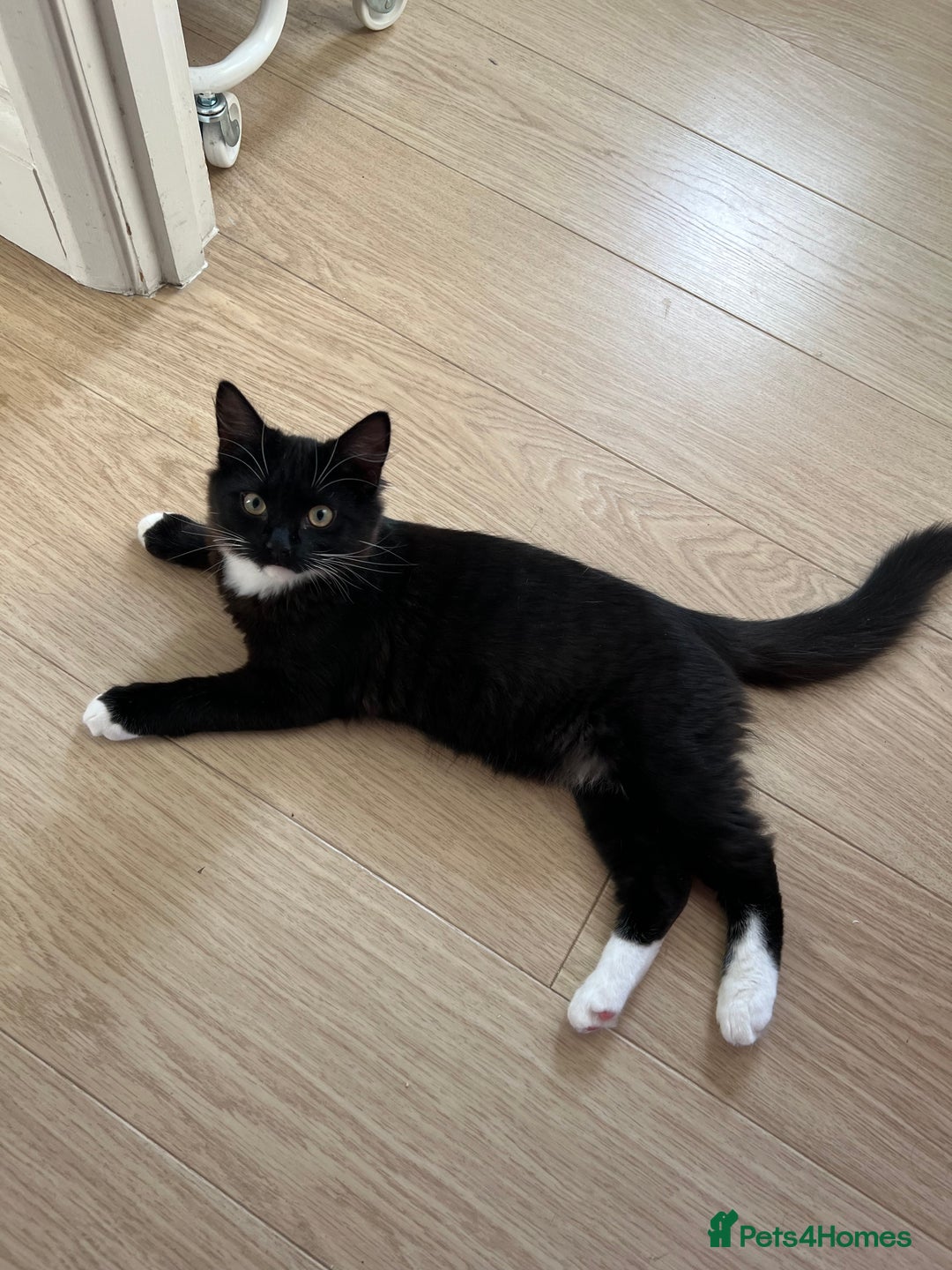 Mixed Breed cats for sale: Sweetest Bonded 6 month kittens (brother & Sister) - Advert 4
