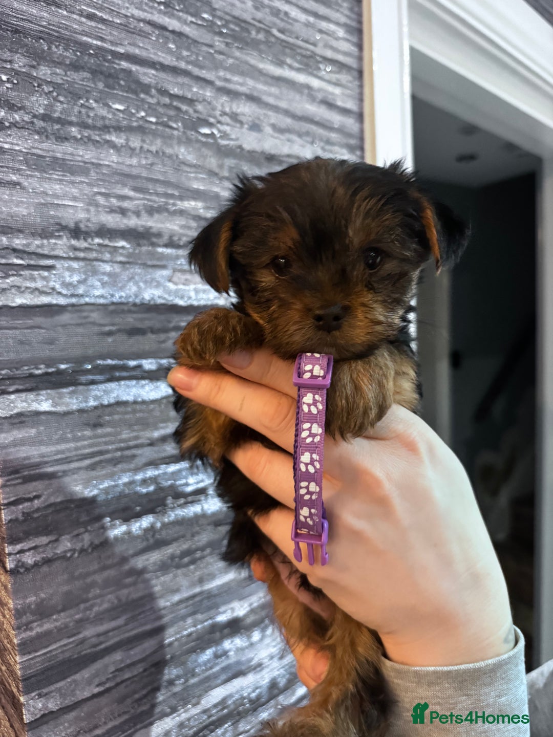 Yorkshire Terrier dogs for sale: 5x Boys 2x Girls Gorgeous Yorkshire Terriers  - Advert 4