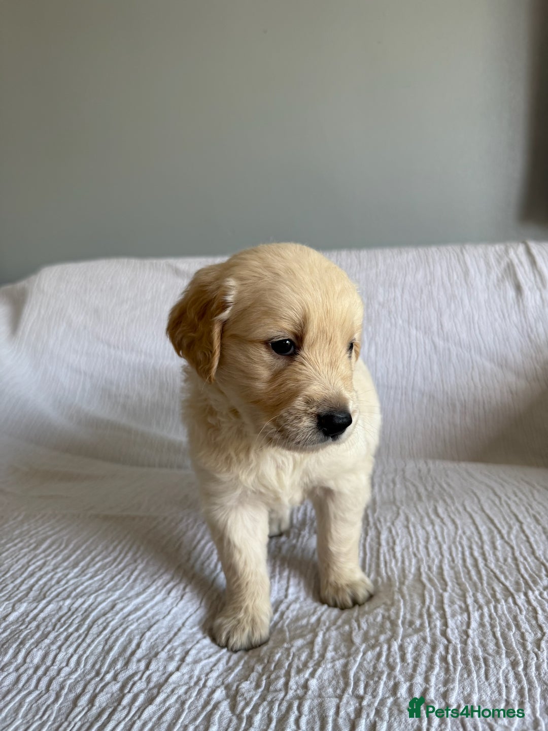 Golden Retriever dogs for sale: Mini golden retrievers very rare Dakota sport  - Image 7