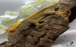 Gecko reptiles for sale: Geckos for sale.  - Image 10