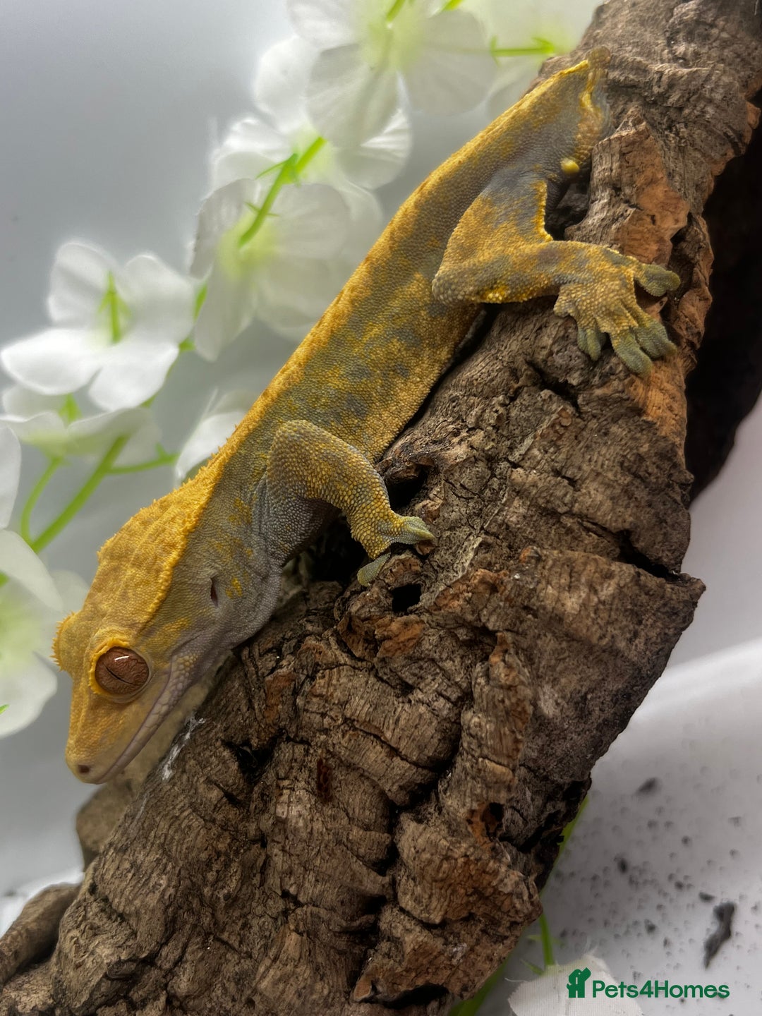 Gecko reptiles for sale: Geckos for sale.  - Image 10