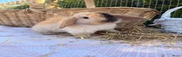 Mini Lop rabbits for sale:  Gorgeous mini Lop babies  - Advert 30