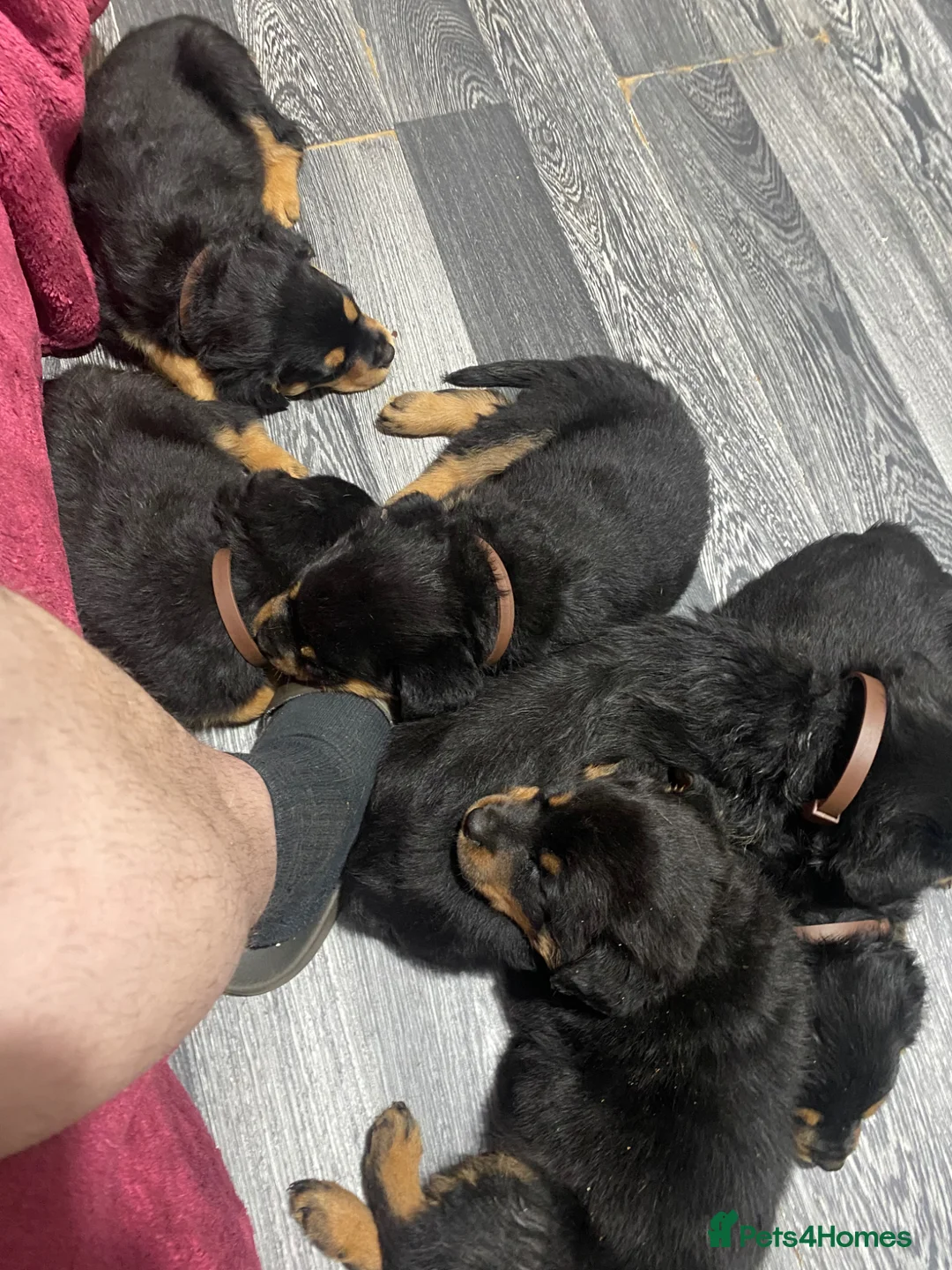Rottweiler dogs for sale: Rottweiler puppies  in Birmingham - Advert 2
