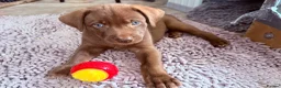Mixed Breed dogs for sale: Gorgeous Siberian Shepsky x Weimaraner Puppies  - Advert 15