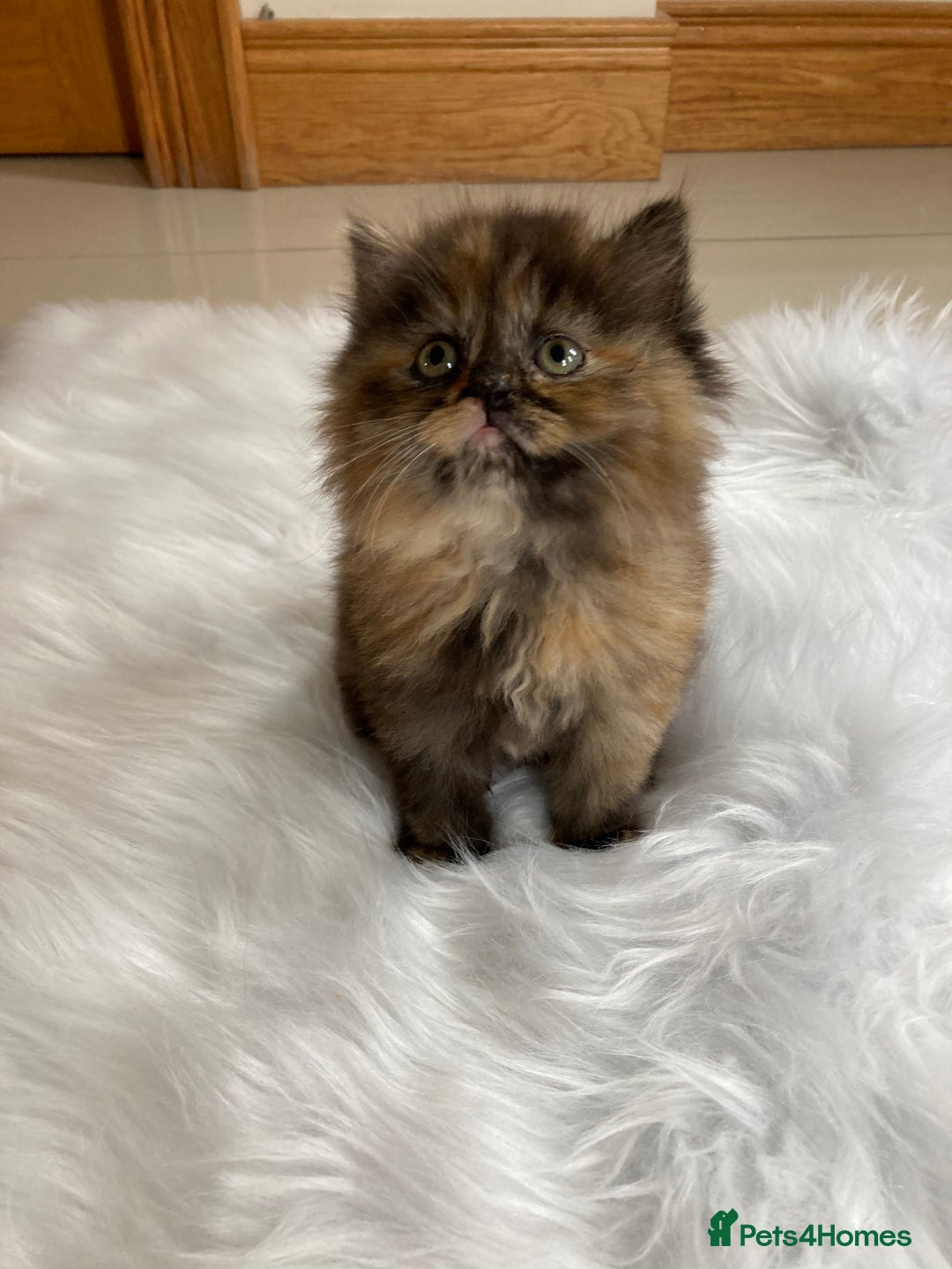 British Longhair cats for sale: British Long Hair Kittens - Image 5