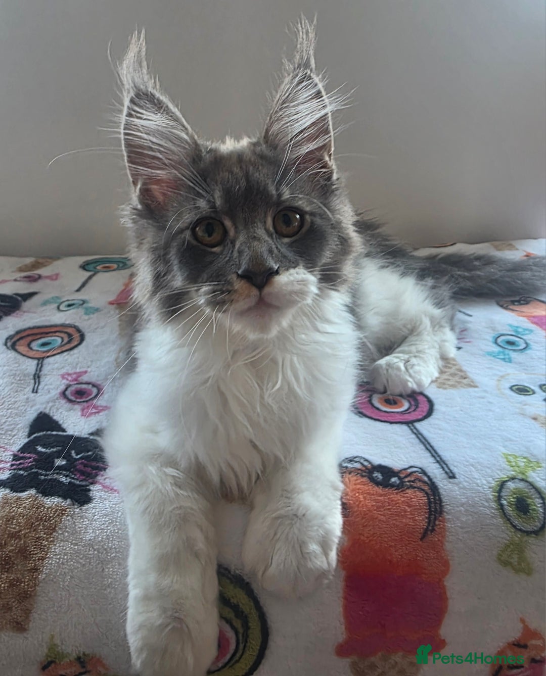 Maine Coon cats for sale: Pure Breed MaineCoon Kitten/TICA  - Image 4