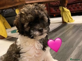 Mixed Breed dogs 3 Beautiful Shih Tzu x Toy poodle - Advert 17