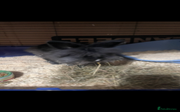 Lionhead rabbits for sale: 2 Lionhead bunnies for sale  - Image 3