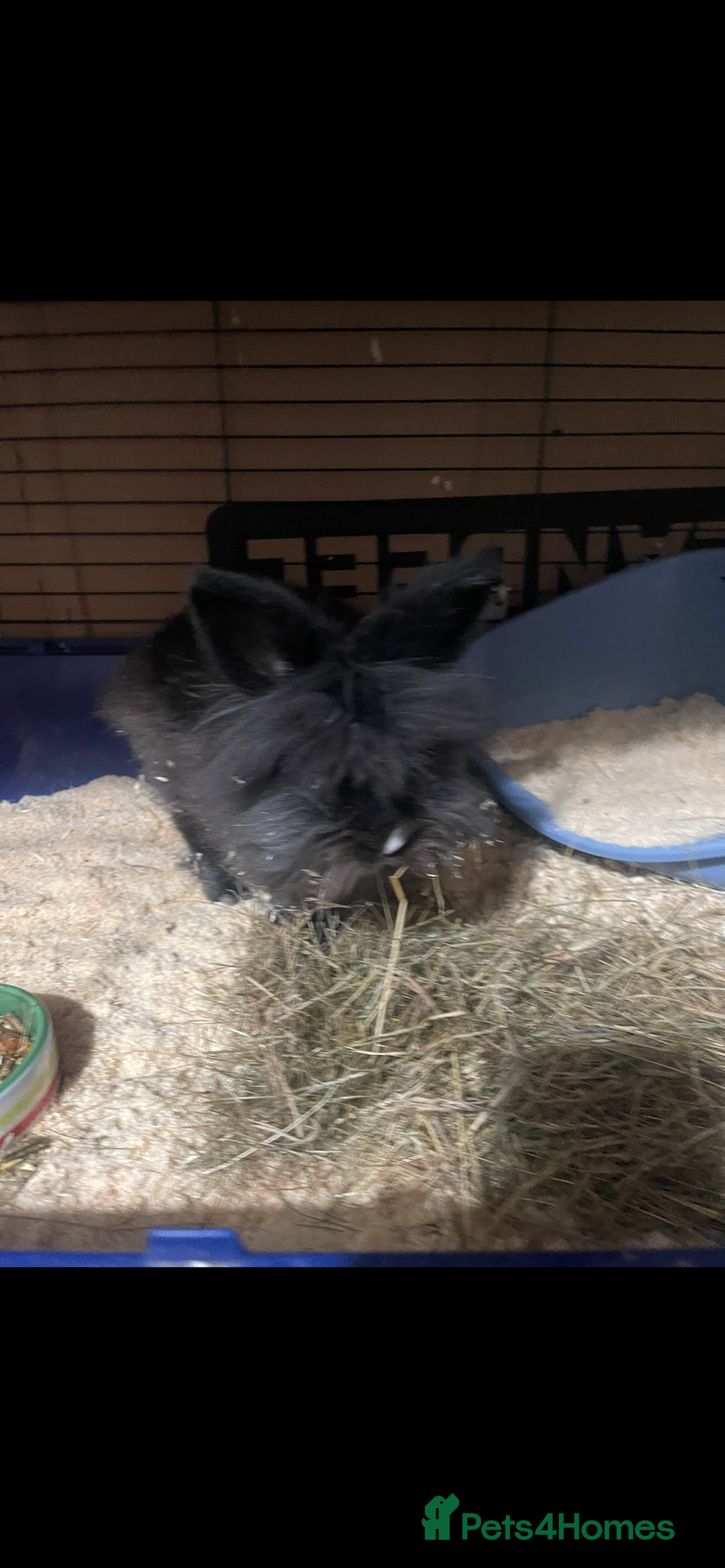 Lionhead rabbits for sale: 2 Lionhead bunnies for sale  - Image 3
