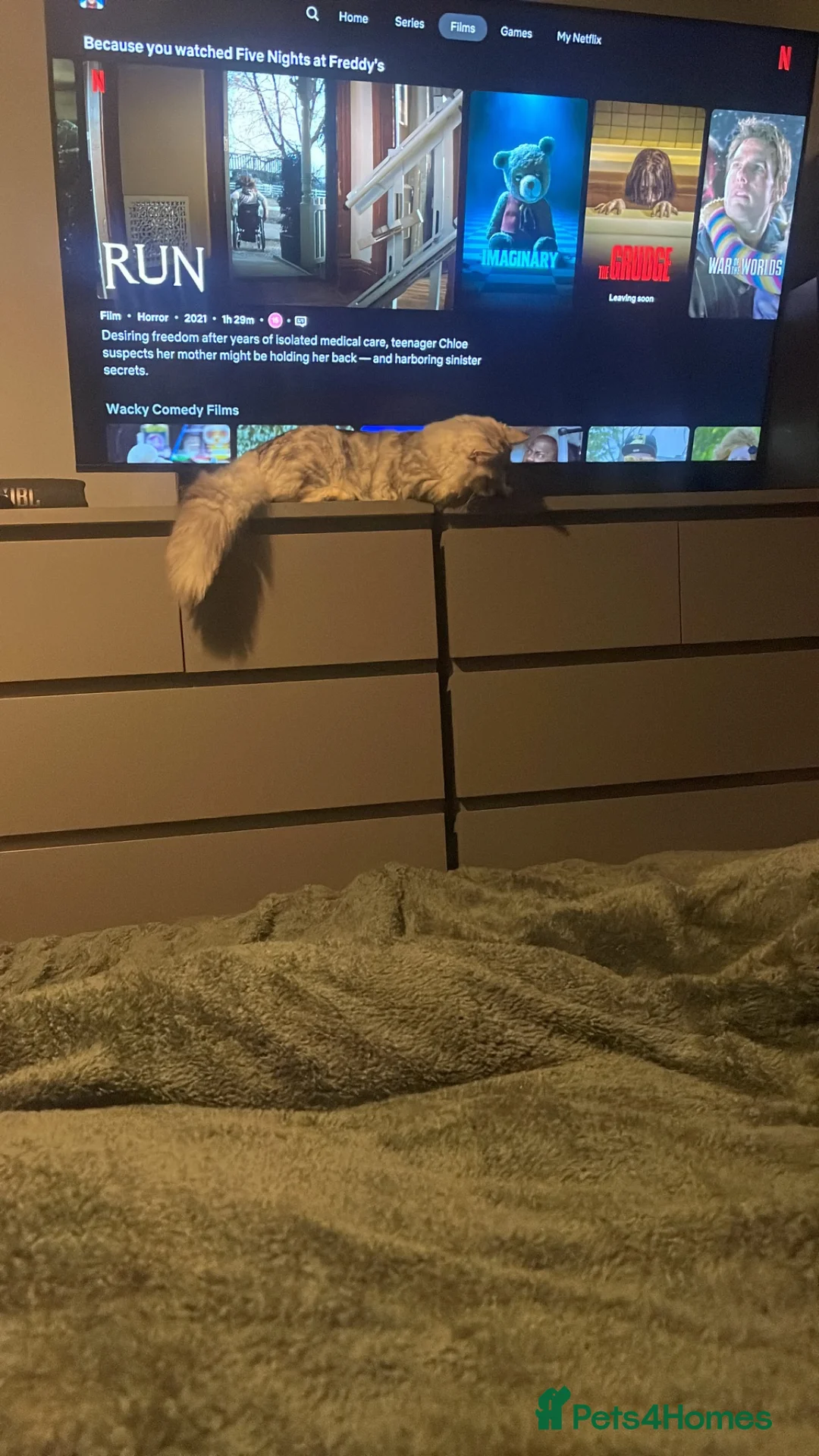 Mixed Breed cats for sale: Three-quarter Persian and ragdoll mix - Advert 1