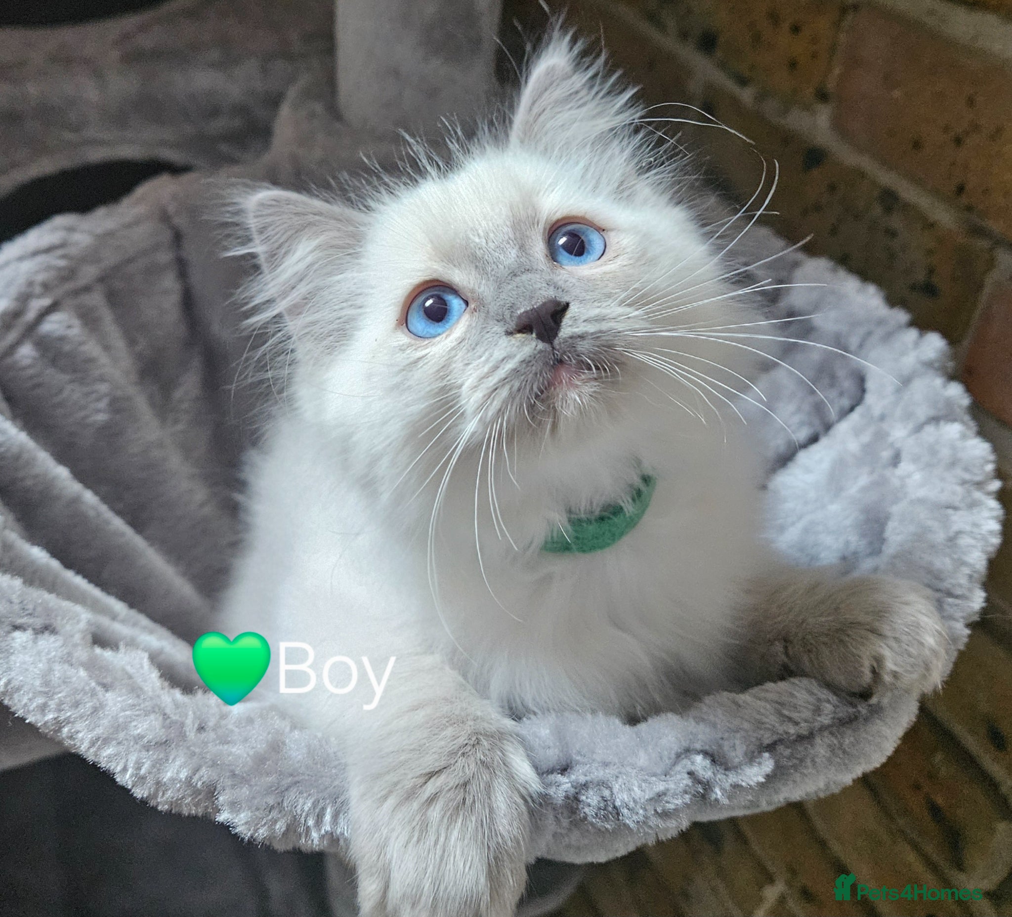 Ragdoll cats Ragdoll Kitten AVALIABLE  - Advert 16