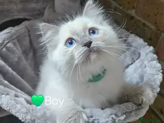 Ragdoll cats Ragdoll Kitten AVALIABLE - Advert 6