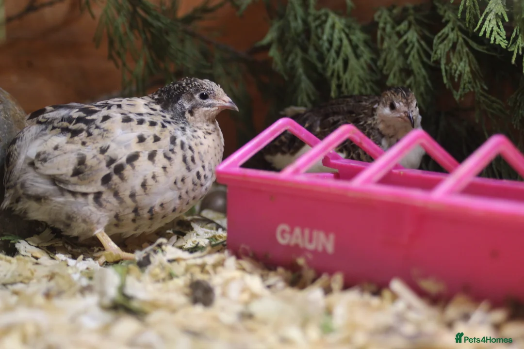 Quail poultry for sale: Chinese Painted (button) Quail Eggs 12 + EXTRAS - Advert 12