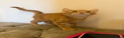 Mixed Breed cats for sale: Beautiful kittens ready now  - Advert 3