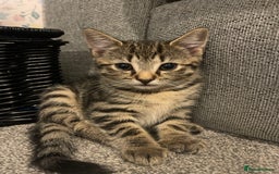 Bengal cats for sale: 🐾 Beautiful Bengal Kittens 🐾 - Image 11