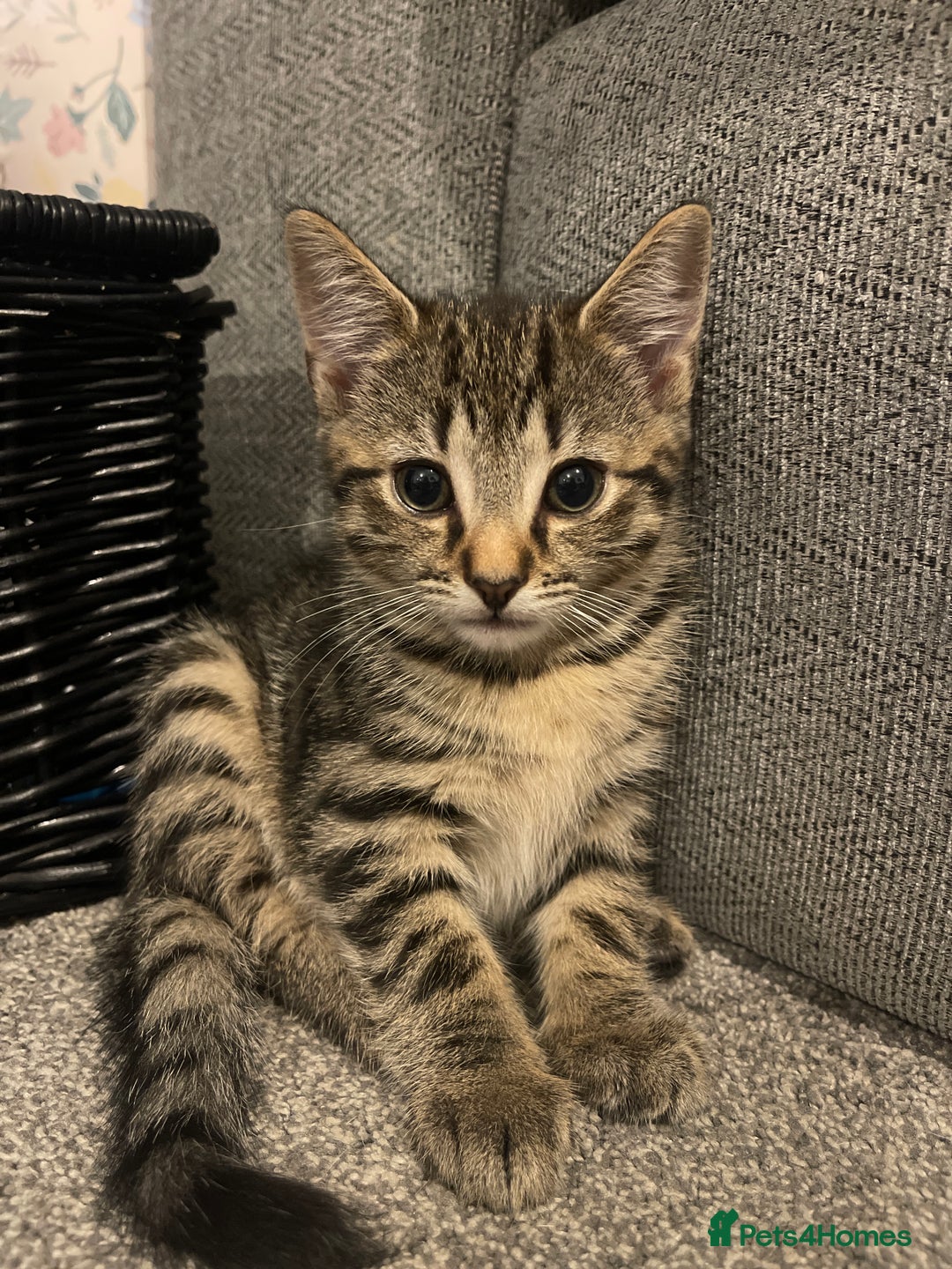 Bengal cats for sale: 🐾 Beautiful Bengal Kittens 🐾 - Image 11