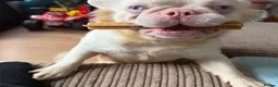 French Bulldog dogs for sale: Two caramel pink husky frenchies  - Advert 12